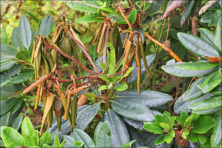 Почему у рододендрона сохнут листья: поиск причин и способы лечения