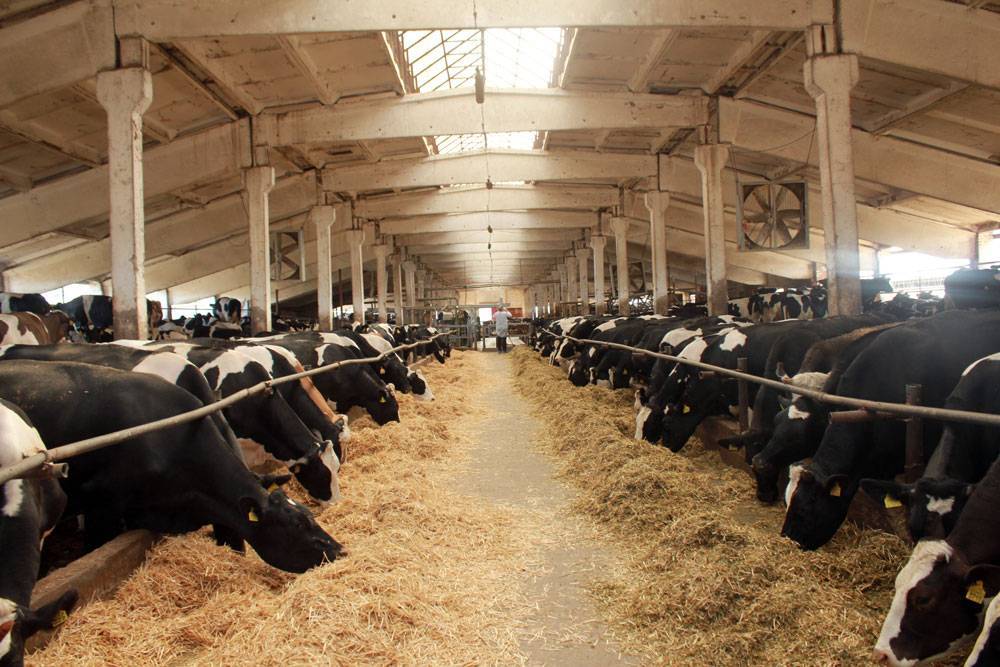 Как влияет раздой на молочную продуктивность коров?
