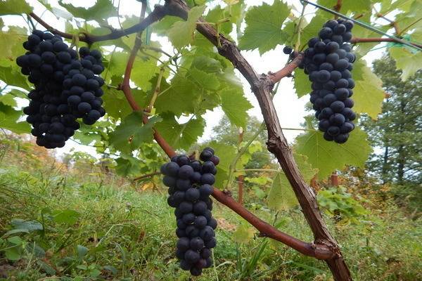 Уход за виноградом весной на кубани
