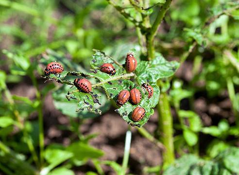 Народные средства от колорадского жука на картошке: 21 средство против колорадского жука. | садовый участок