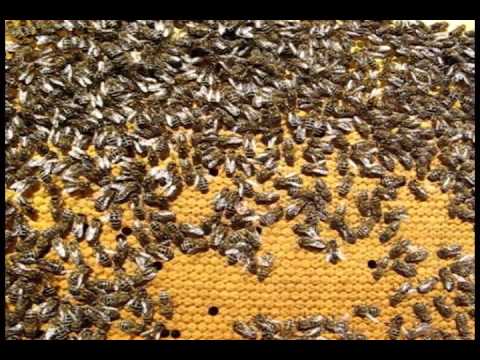 Что такое аскосфероз пчел, как его вовремя распознать и вылечить народными средствами