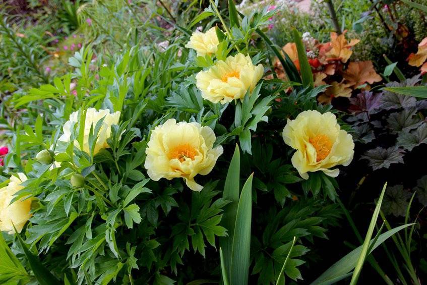 Пион энн казенс (paeonia ann cousins) — описание сорта