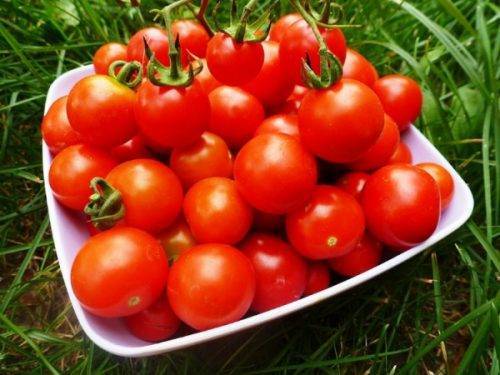 Завораживающий сорт помидор «Рапунцель»: описание и фото, особенности выращивания
