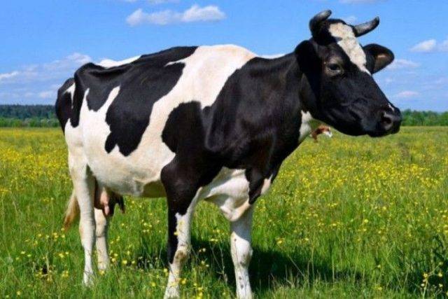 Выпадение влагалища у коров: этиология, лечение, ветеринарная служба владимирской области