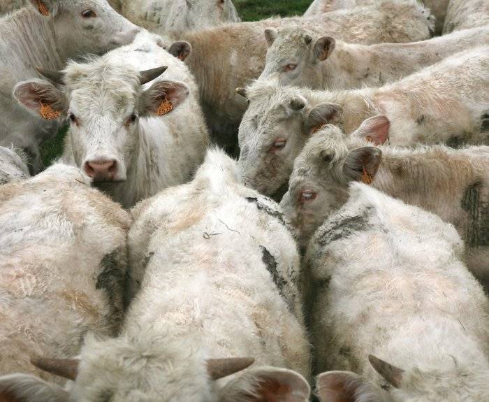 Если вши у коз, коров и овец: алгоритм борьбы - общая информация - 2020