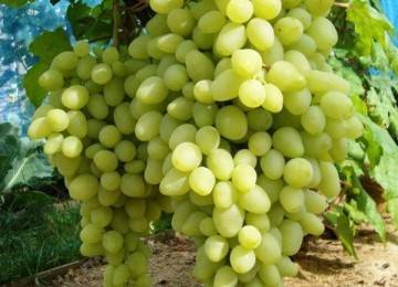 Виноград гелиодор: описание сорта и характеристики, правила посадки и ухода