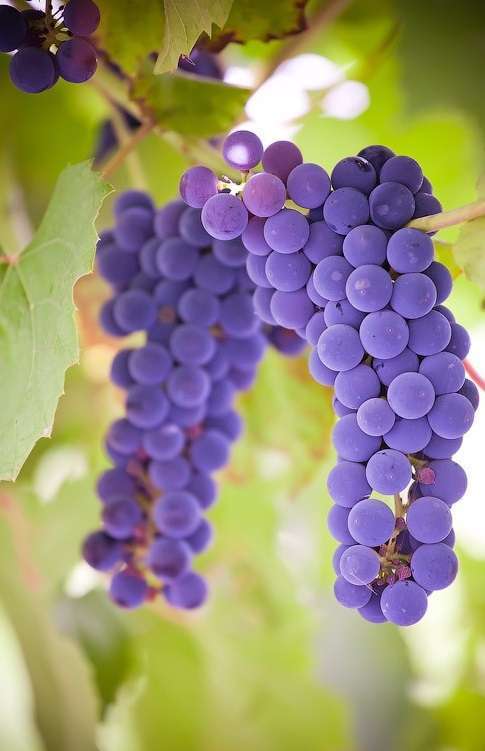 Виноград «изабелла» — гонимая иностранка