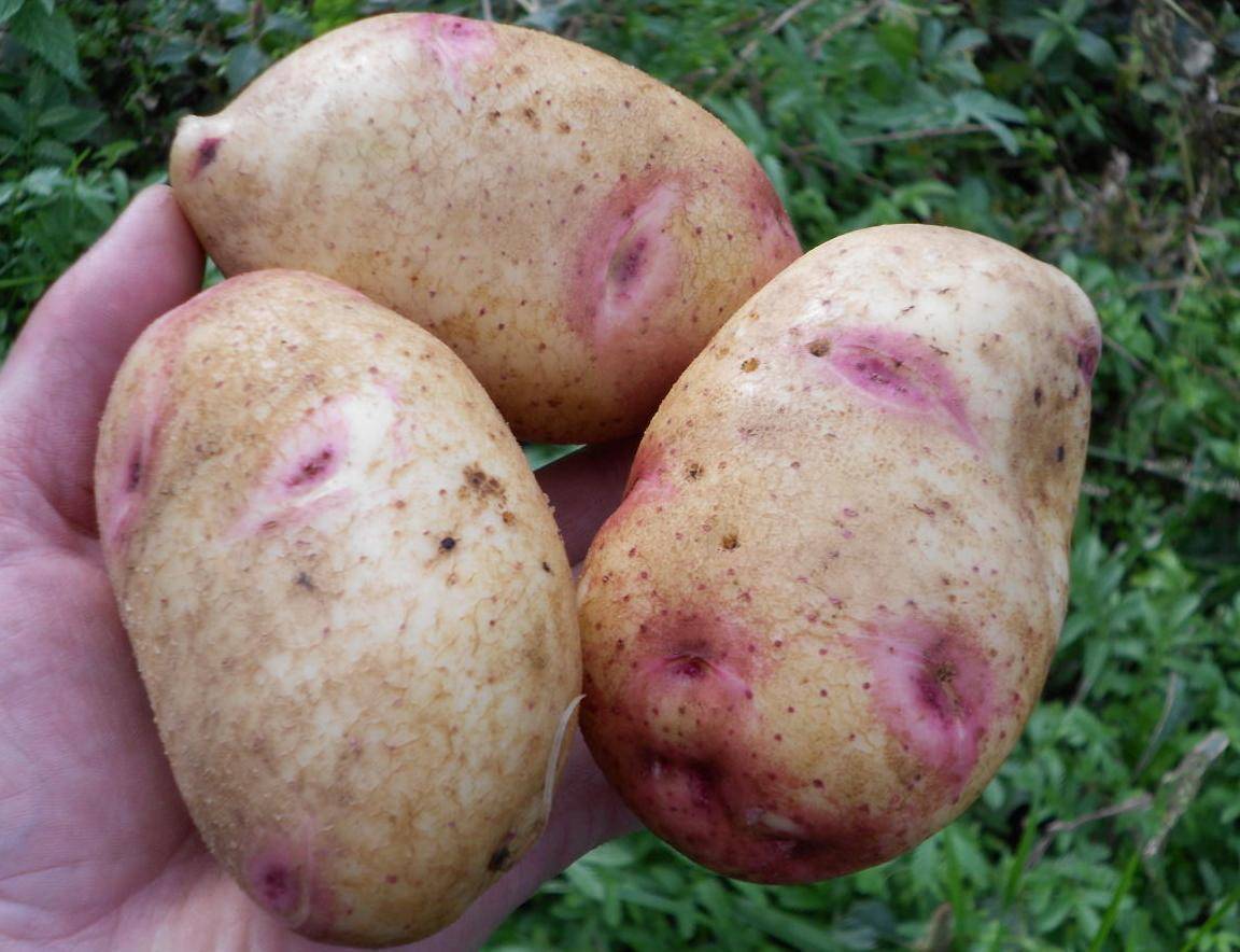 Картофель рамона: описание сорта, урожайность и вкусовые качества