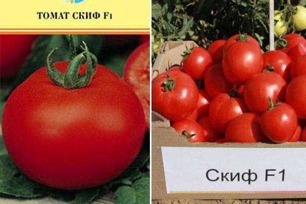 Томат синий: описание и характеристика, сорта синих помидоров