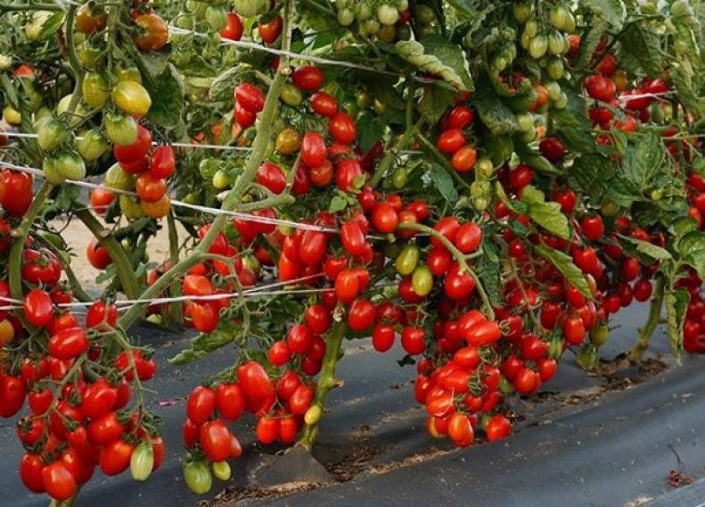 Московский деликатес: описание сорта томата, характеристики помидоров, посев