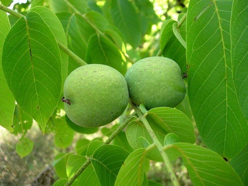 Применение чая из листьев грецкого ореха