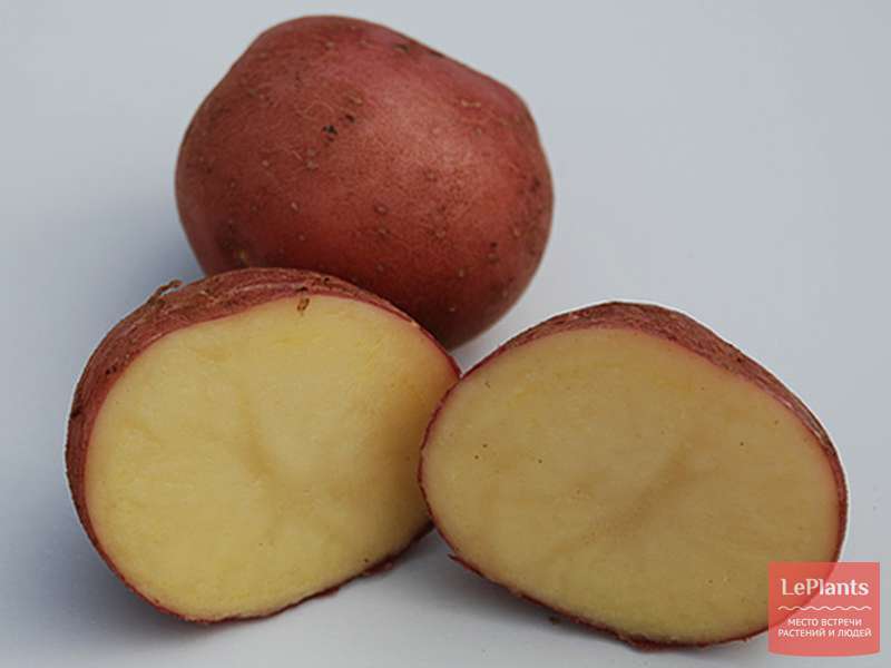 Среднеранний картофель «леди клэр» (леди клер), описание сорта, характеристика и фото