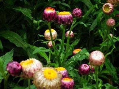 Цветы гелихризума: посадка и уход в открытом грунте