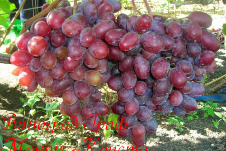 Виноград атос: описание сорта, фото и отзывы садоводов