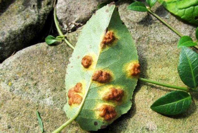 Пятна на листьях герани: причины, по которым на растении появляются мелкие светлые и коричневые рисунки, диагностика болезни, способы лечения и меры профилактики