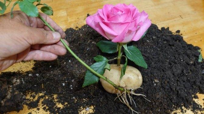 Хризантемы дали корни в вазе: как посадить черенками