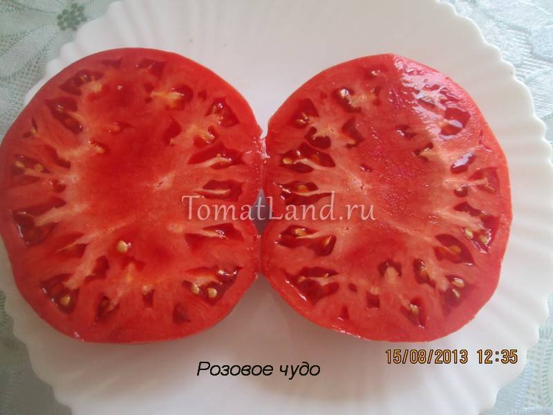 Выращивание томата чудо гроздь