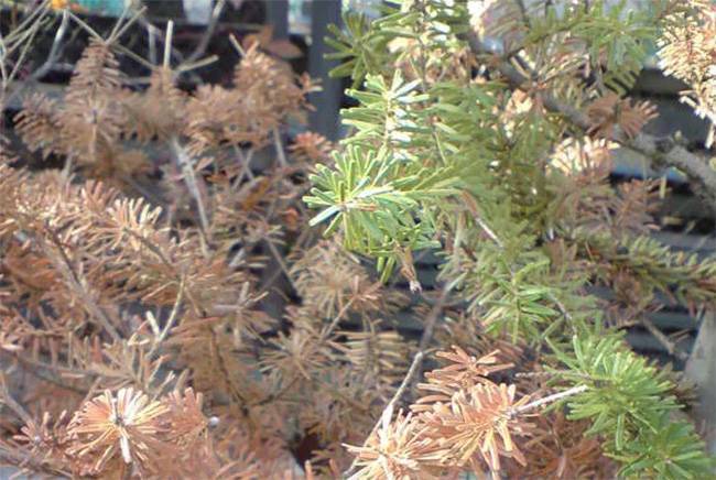 Болезни можжевельника (19 фото): почему желтеет и сохнет хвоя снизу и что делать? как спасти растение весной от мучнистого червеца?