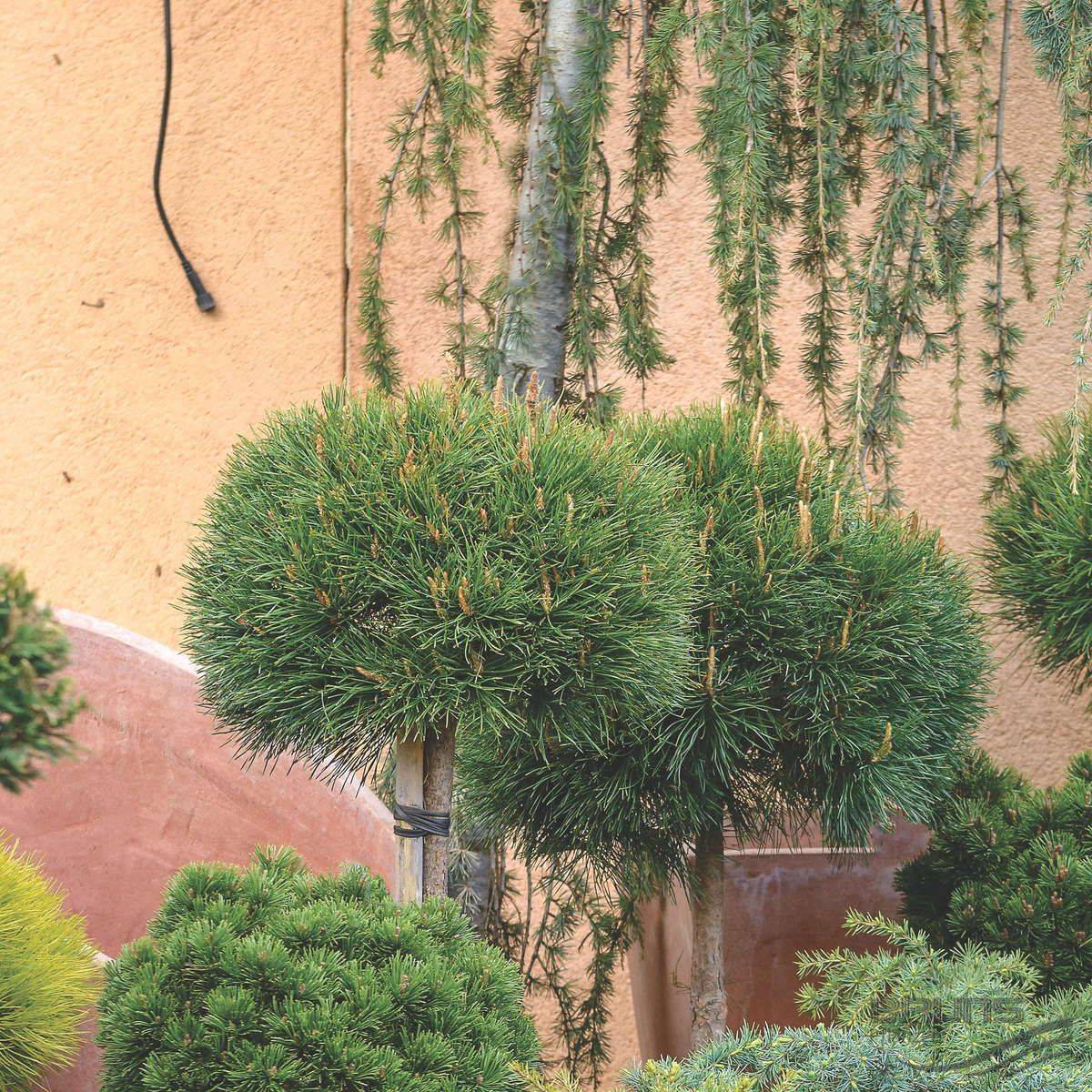 Сосна горная варелла (pinus mugo varella)