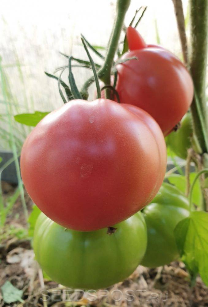 Малиновая империя f1 – урожайный томат без хлопот. описание гибрида и выводы бывалых огородников