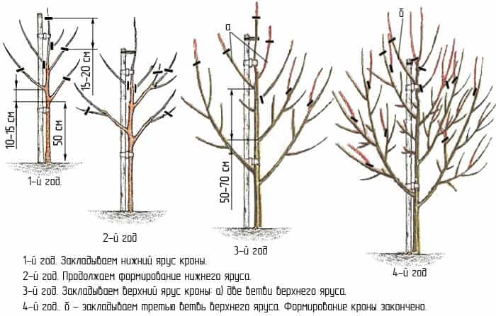 Что такое обрезка грецкого ореха и для чего нужна эта процедура: различные схемы обработки дерева