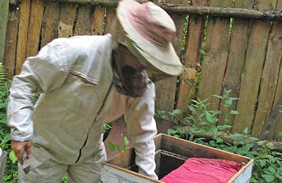 Работы с пчелами в августе: на пасеке, подкормка. лечение