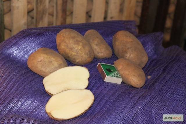 Картофель милена — описание сорта, фото, отзывы, посадка и уход