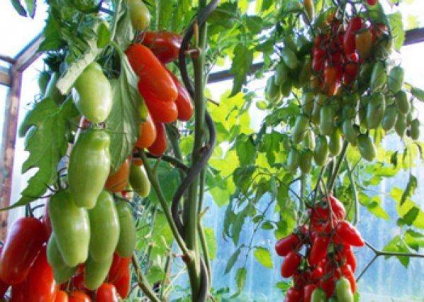 Немецкий томат: подробное описание и рекомендации фермеров. как вырастить кистевой фляшен