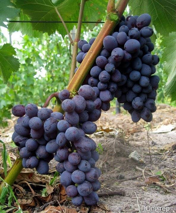 Виноград юпитер: описание сорта, фото, отзывы, видео