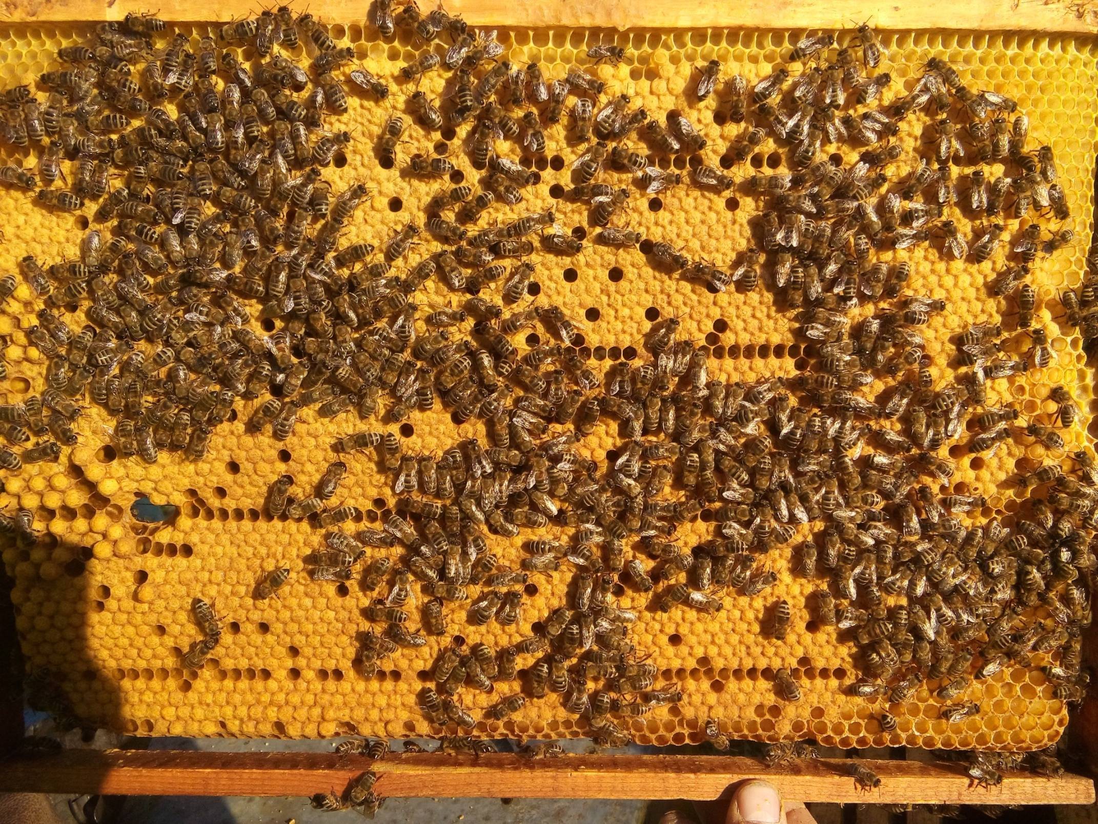 Болезни пчел и их лечение
