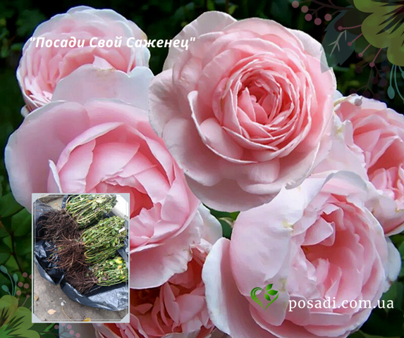 Роза нью даун (new dawn) — отличительные черты сорта