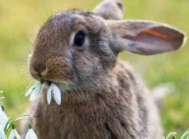 Сколько живут кролики: от чего зависит долголетие, признаки старости
