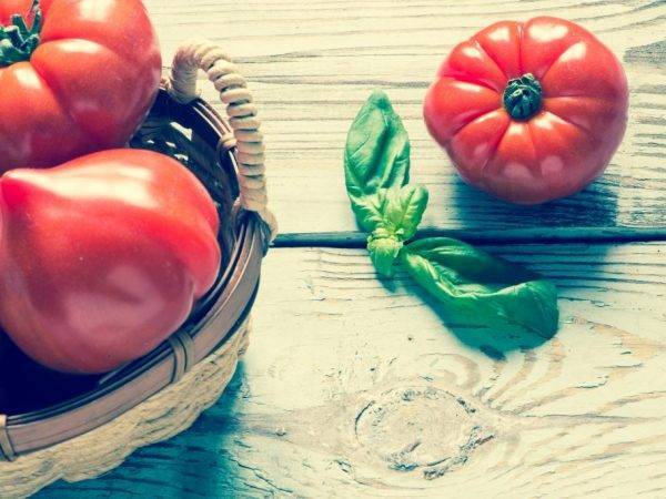 Задорный томат хали-гали: описание неоднозначного сорта
