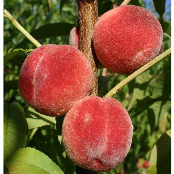 Сорта персиков — 125 фото основных сортов и советы по их выращиванию своими руками