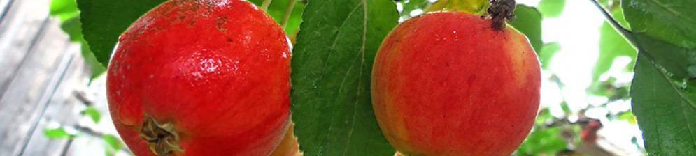 Яблоня — серебряное копытце: описание сорта, посадка и уход фото и отзывы