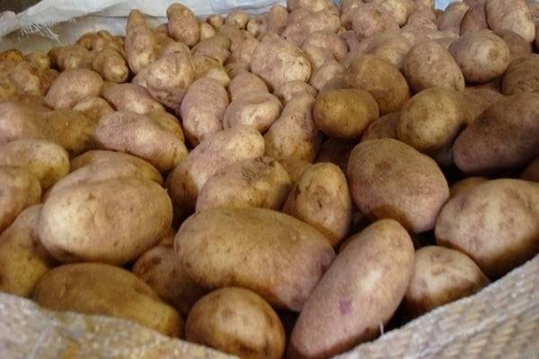 Сорт картофеля «джелли»: характеристика, описание, урожайность, отзывы и фото