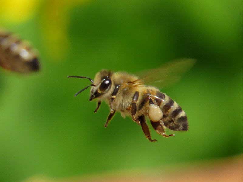 Пчела: описание, размножение, образ жизни, ареал, питание, враги, как делают мед, интересные факты