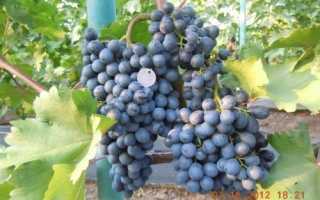 Виноград амурский таежный. всё о винограде сорта таежный