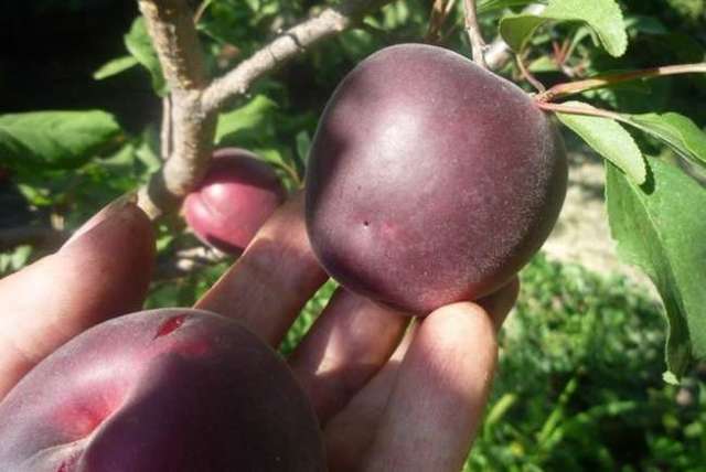 Почему не плодоносит абрикос — что делать и как найти причину отсутствия урожая. основные проблемы при выращивании абрикос