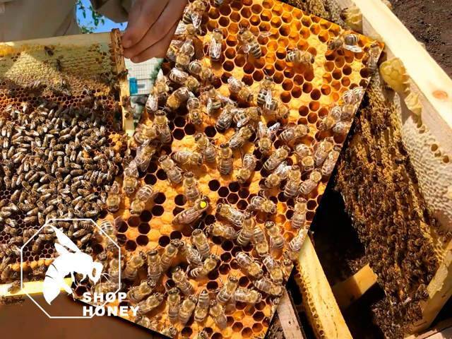 Перевозка пчел на медосбор - начинающему пчеловоду