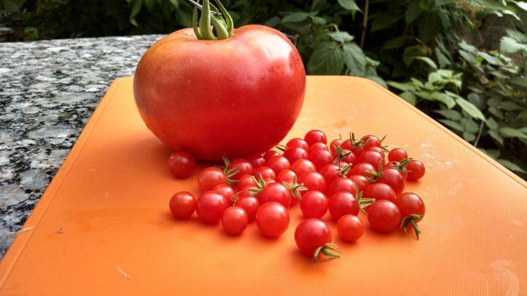 Стабильные урожаи в холод и жару — томат русские колокола: характеристика и описание сорта
