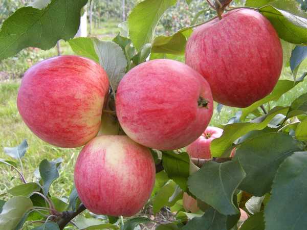Популярная зимняя яблоня богатырь