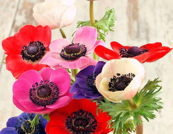 Цветы анемона: фото, посадка и уход за растением