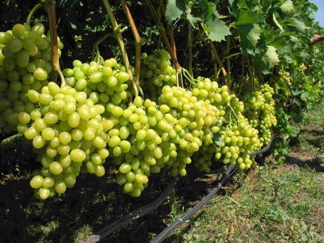 Виноград сенатор: описание, выращивание и уход