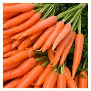 Лучшие сорта моркови — фото и подробное описание, отзывы