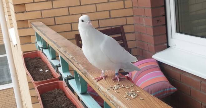 Как избавиться от голубей? как прогнать голубей с балкона с помощью ультразвукового отпугивателя? шипы от голубей. какие звуки их пугают?