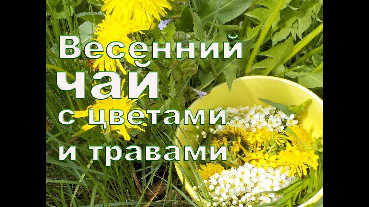 Одуванчики: лечебные свойства, рецепты