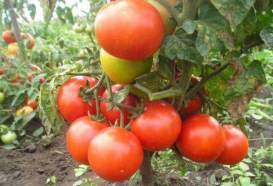 Когда садить томаты в сибири