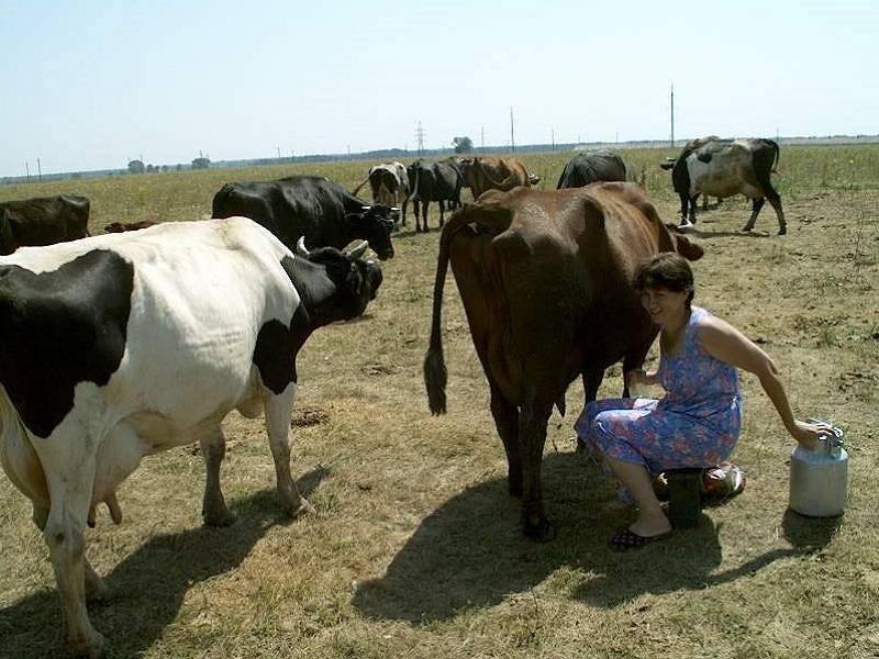 Выбор молочной коровы для своего хозяйства