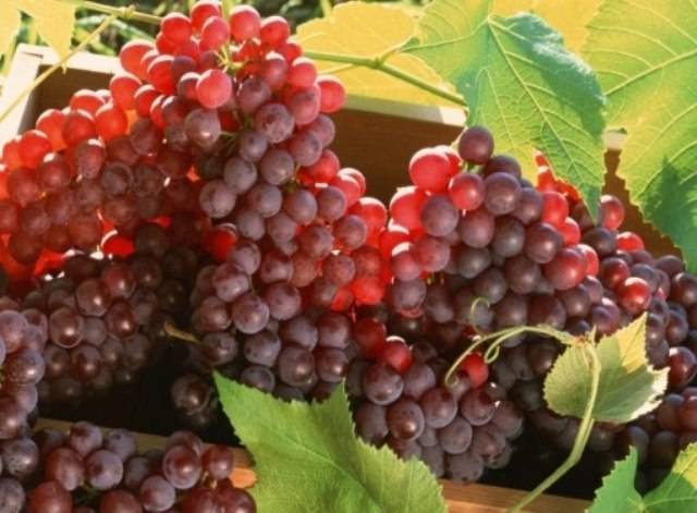 Виноград амурский: разновидности сорта, правила посадки и ухода